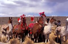 Llamas